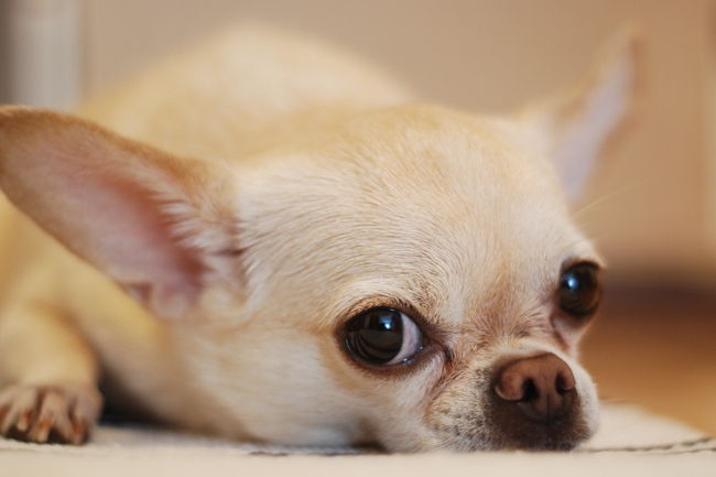 吉娃娃怎么判断多大了,吉娃娃怎么看年龄图解