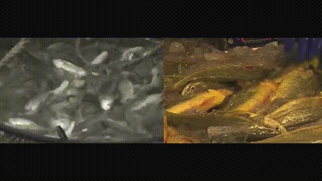 目前野生大黄鱼为什么这么贵,大黄鱼最贵价格多少钱一斤