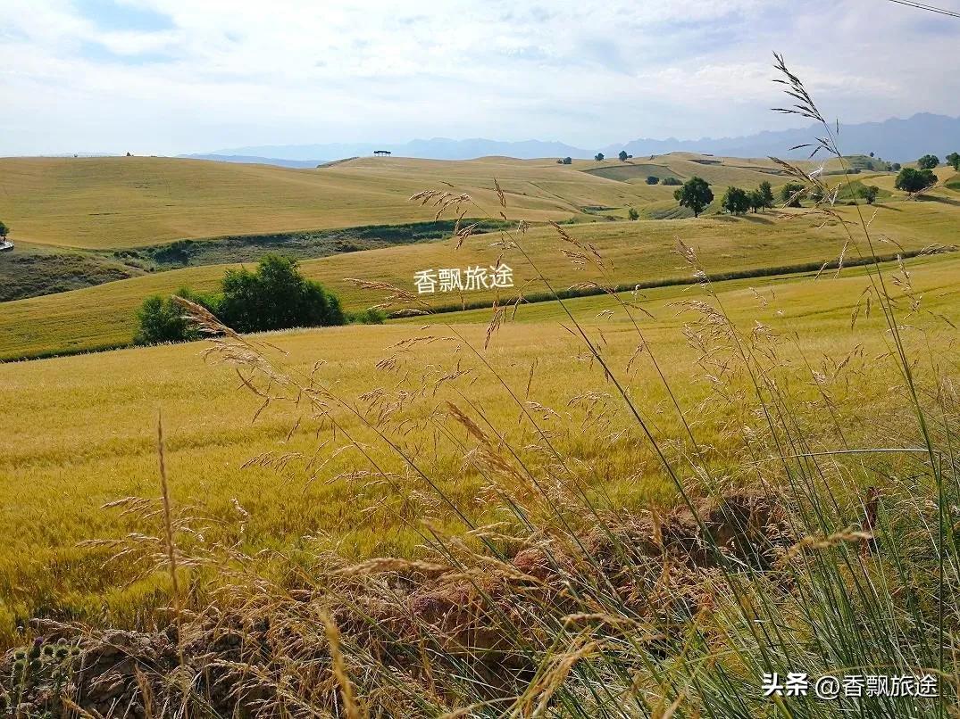 新疆伊犁州江布拉克,新疆奇台江布拉克