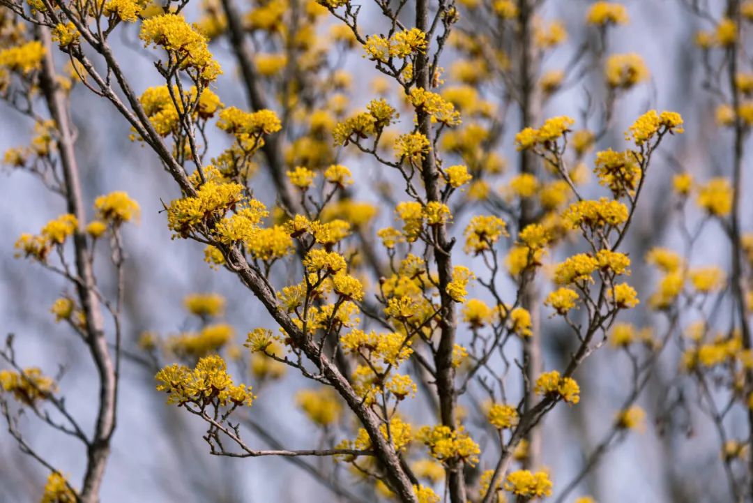 济南周边春天赏花全攻略,济南春日赏花攻略已送达