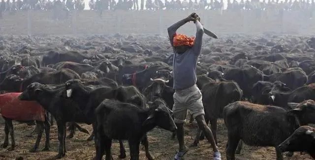 印度牛粪是第几产业,外国人看印度牛粪产业
