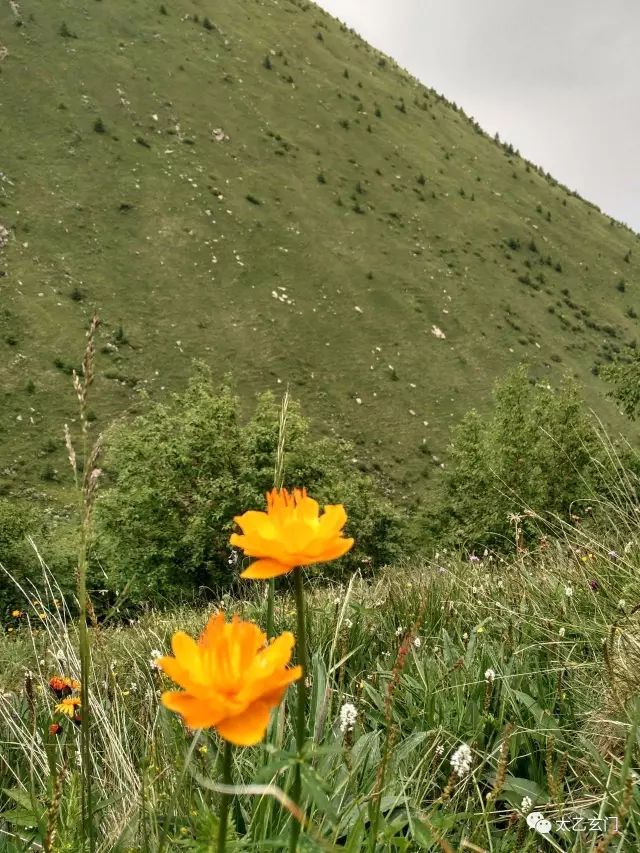 小五台山金莲花坡,小五台金莲花