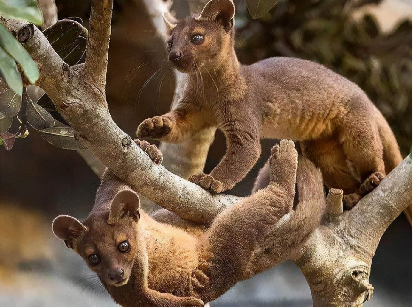 自然界什么动物活的时间最长,什么动物成年时间最长
