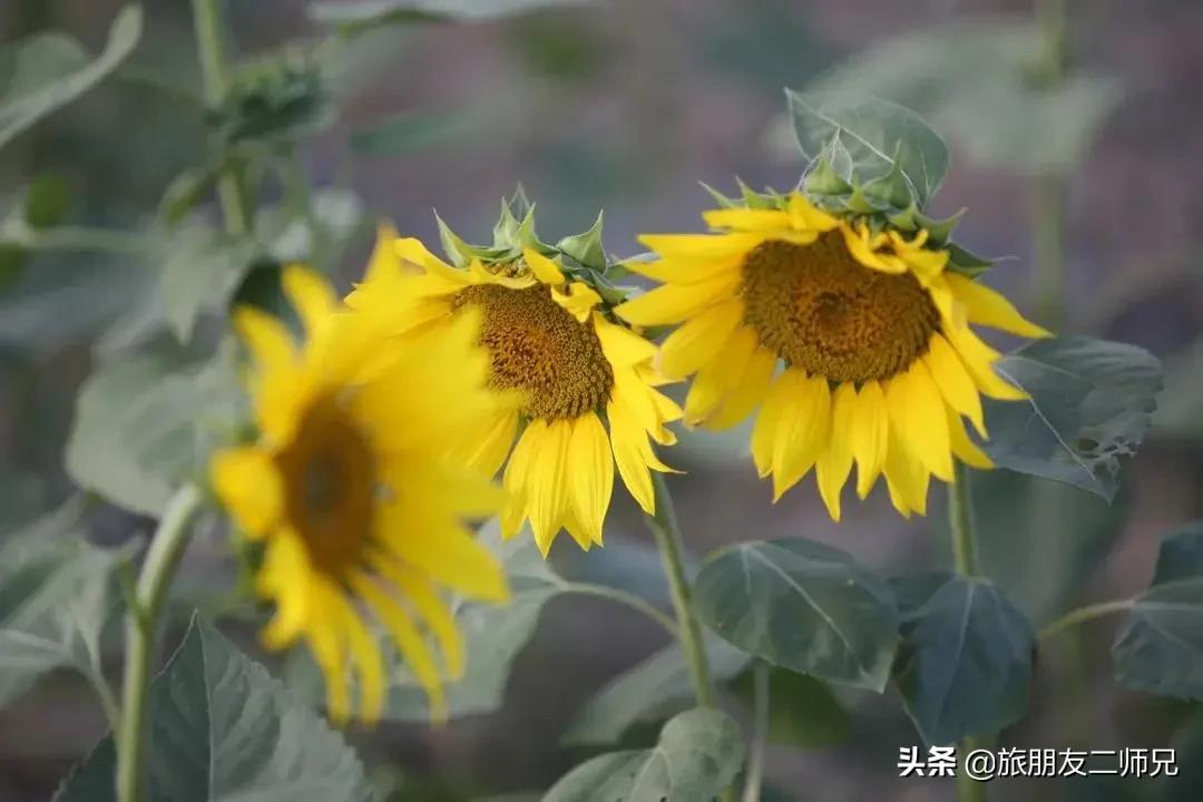 4天旅游广州周边景点攻略,人少景美的小众旅行地广东出发