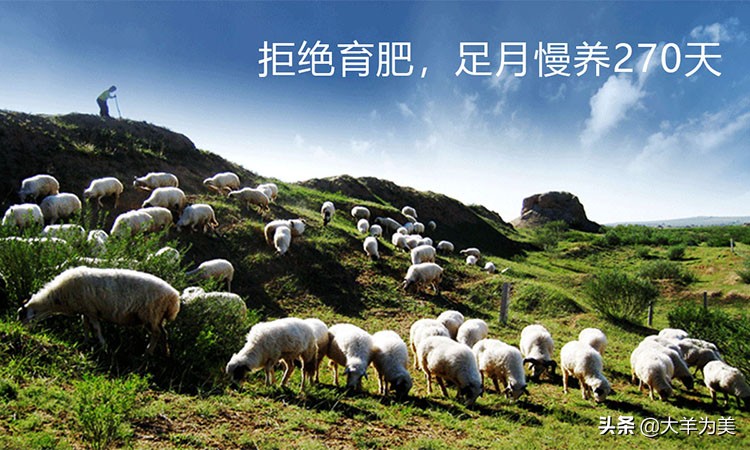 盐池买滩羊,盐池滩羊真的很好吗