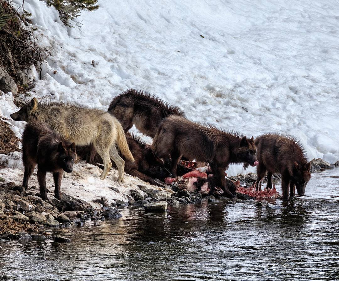 科莫多巨蜥杀死猎物真正原因,科莫多巨蜥撕咬猎物的全过程