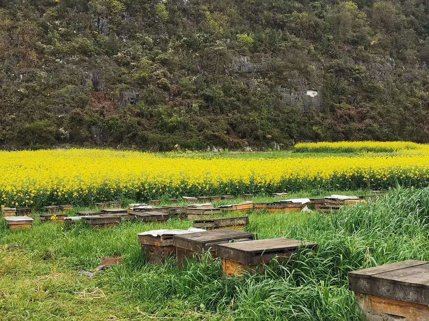 发展中蜂产业助推乡村振兴,养蜂产业如何跟上乡村振兴的步伐