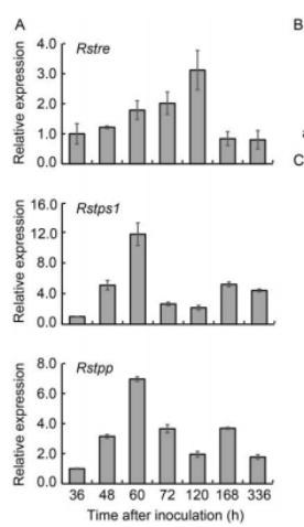 海藻糖代谢,海藻糖对植物抗逆性的作用