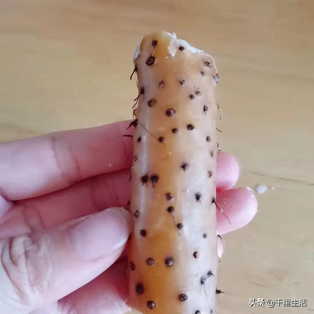 河北小白嘴山药多少钱一斤,新鲜品质正宗小白嘴山药