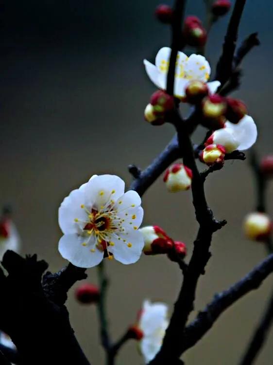 白梅花绽放视频,白梅花盛开