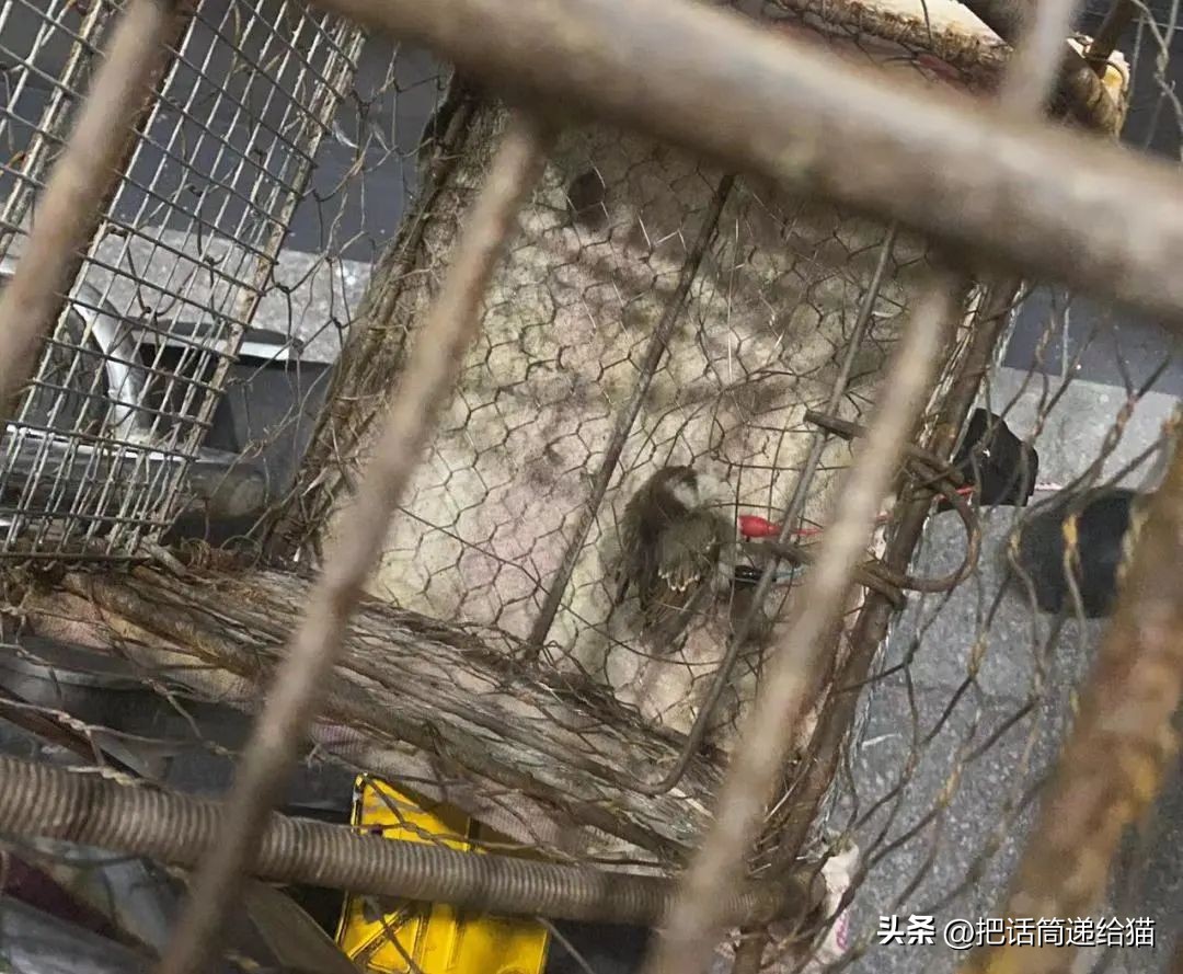 江苏偷猫事件,偷猫人被抓新闻