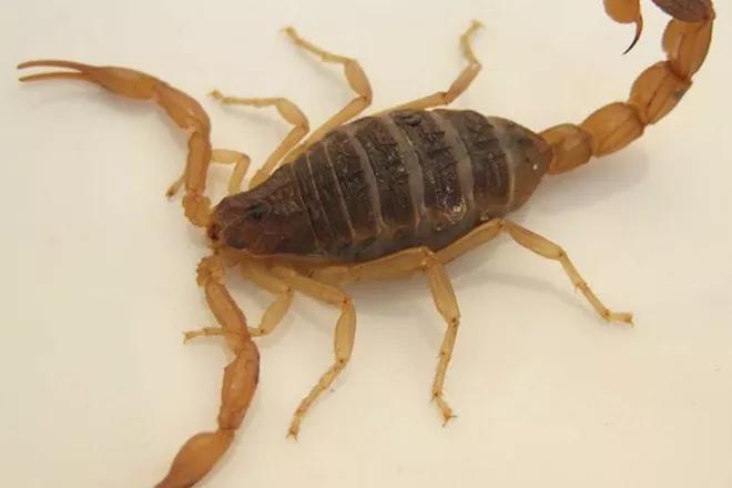 农村孩子夏天爱数蝎子