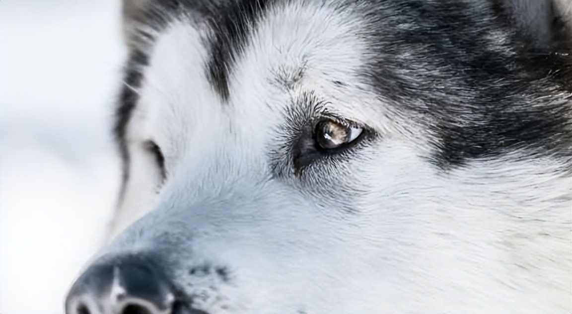 二哈和阿拉斯加对比图片,二哈和阿拉斯加图片区别