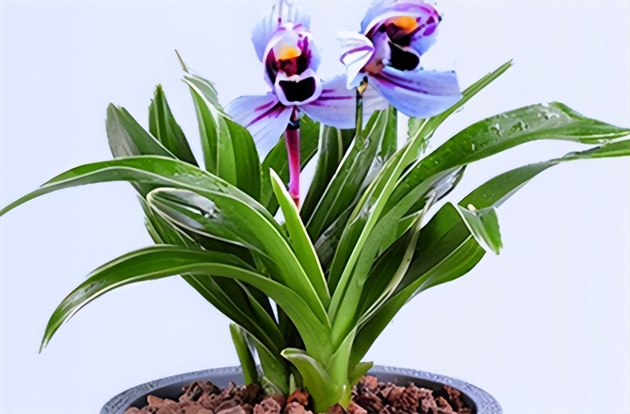 紫色的兰花四季兰,四季开花的紫月兰