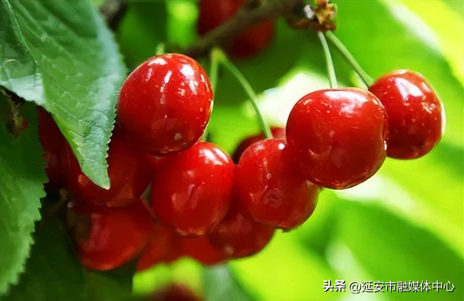 陕西宾馆迎来最佳观花赏景季节,陕西宾馆内景色