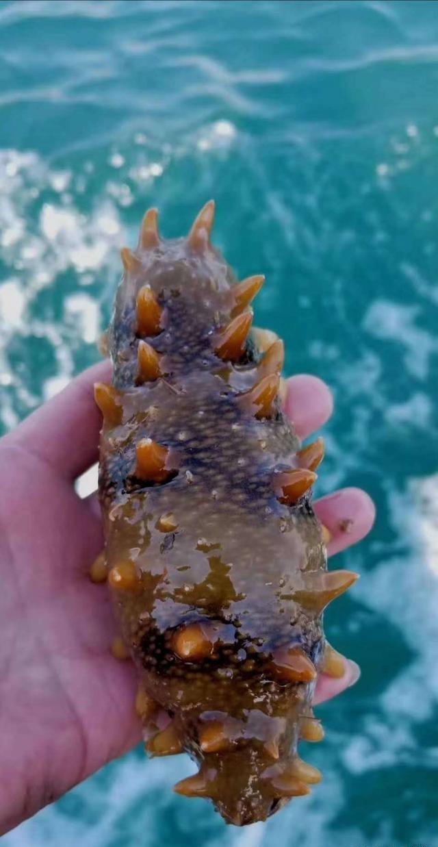 怎么样买不到假的海参,三无海参买不到