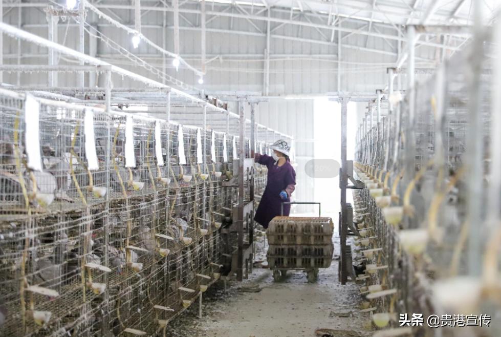 广西贵港鸽王,贵港鸽王