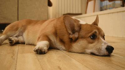 狗狗掉毛都快秃了还痒,狗狗尾巴毛掉秃了怎么回事