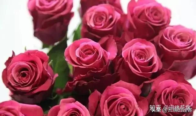 1到99朵玫瑰的含义图片,1到99朵玫瑰花语是什么