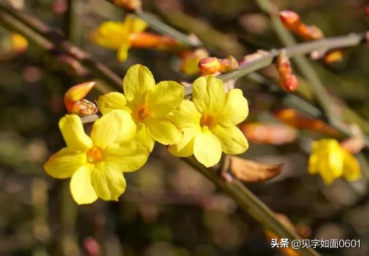 野迎春与迎春花的区别,迎春花和野迎春