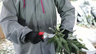 香水百合含苞待放,含苞待放的百合