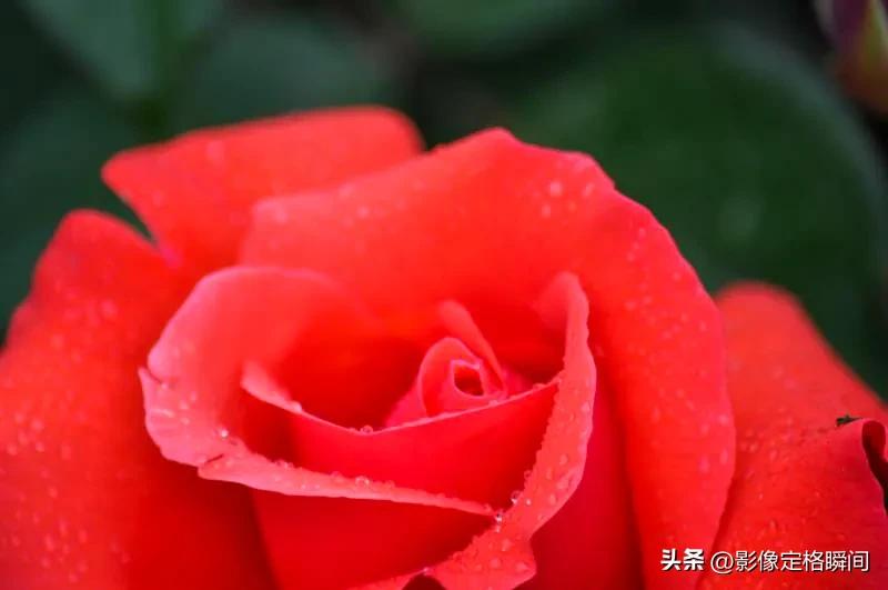 用什么模式拍出来的花更好看,用手机给花拍照怎么拍出高级感