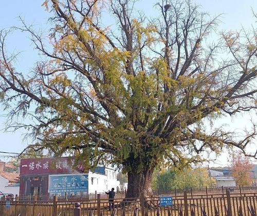 李义文：研制“植物疫苗”能把“死树”救活