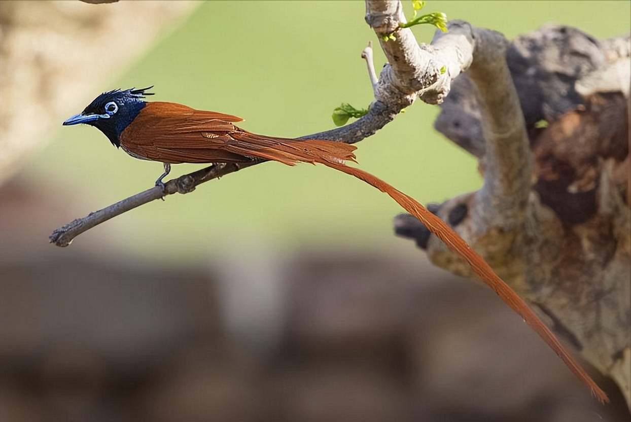 50张最佳鸟类摄影作品,鸟儿大全大图