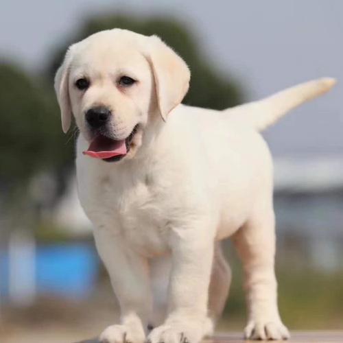 省心的狗狗排名前十名,让狗狗省心省力