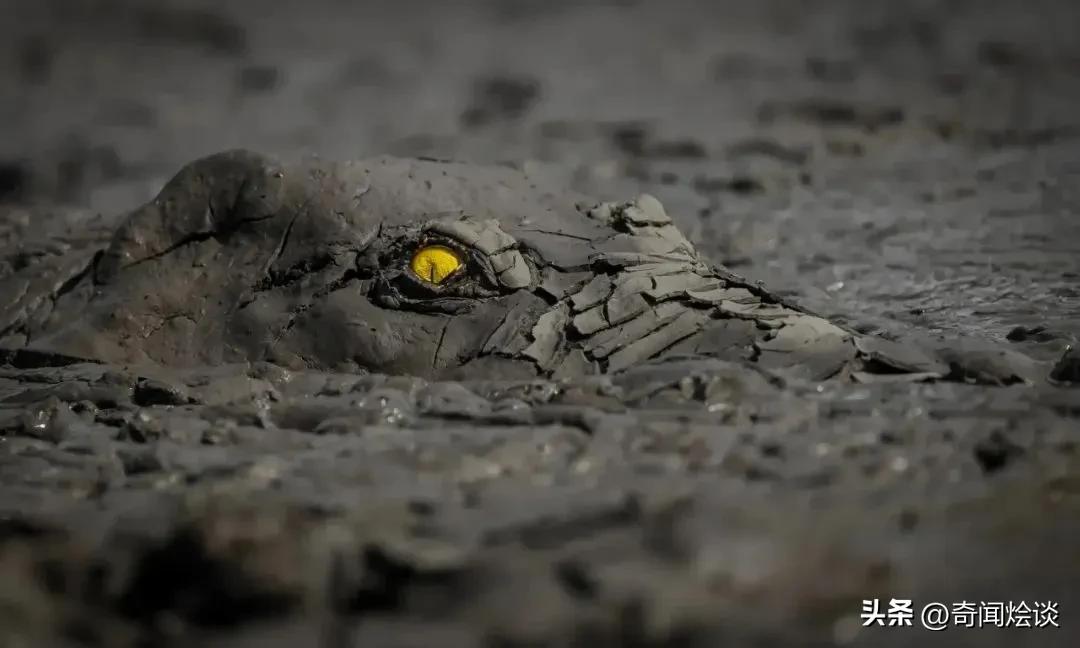 巨蟒捕食真实视频,巨蟒捕食鬣狗视频大全