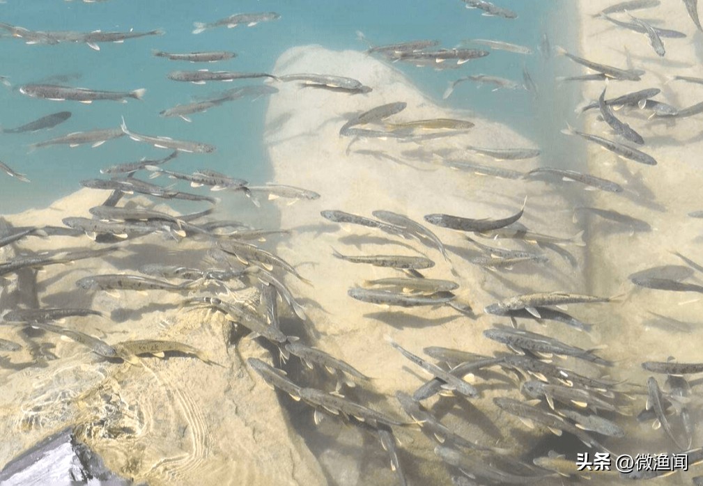 长江武汉段大鱼乱蹦，现场钓鱼人懵了！反常鱼汛释放了什么信号？