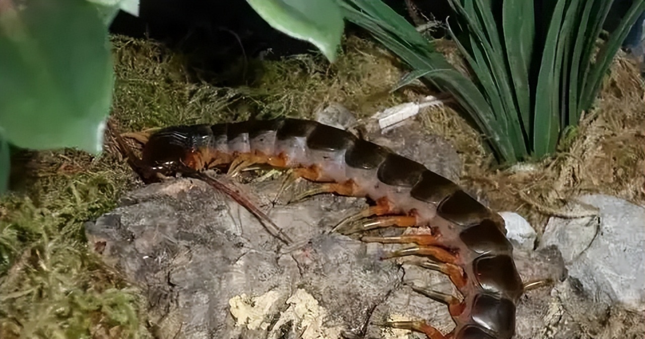 历史上最大的蜈蚣有多大,世界上蜈蚣最大有多少只脚