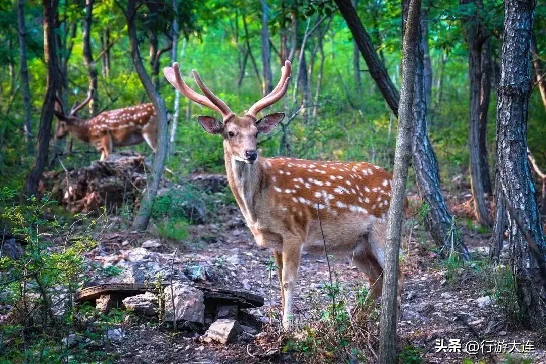 大连滨海路徒步最佳路线,大连滨海路徒步攻略