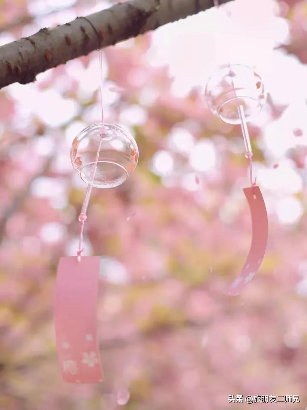 广州花都梯田油菜花,广州徒步赏油菜花路线