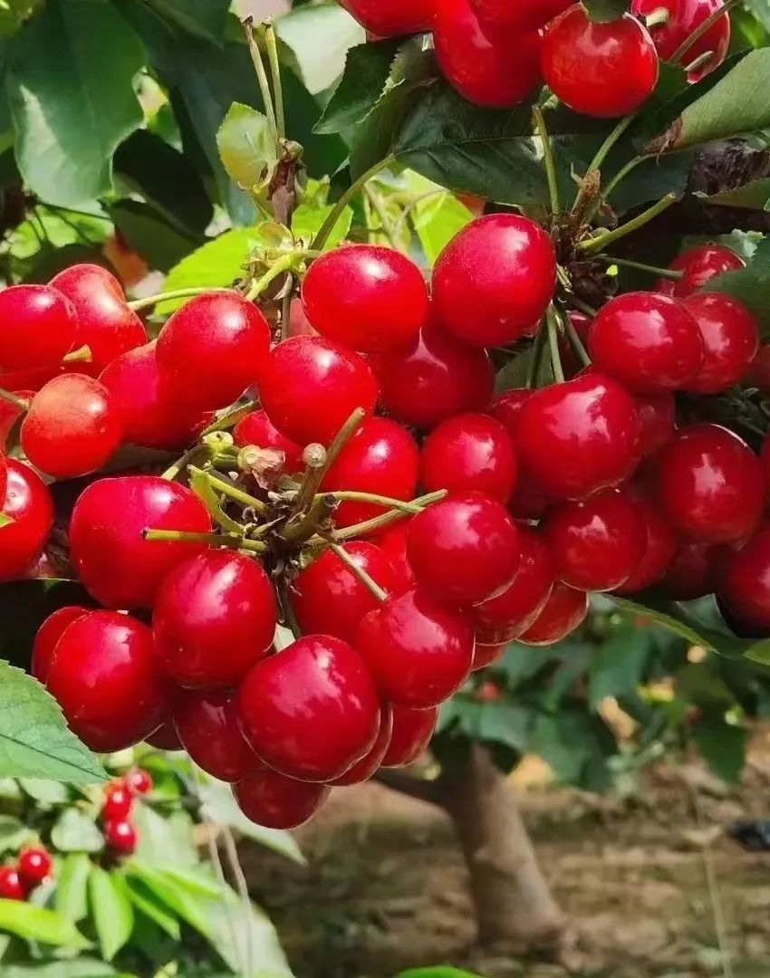 乡村振兴引人才回乡,全州县乡村振兴吸引人才到一线