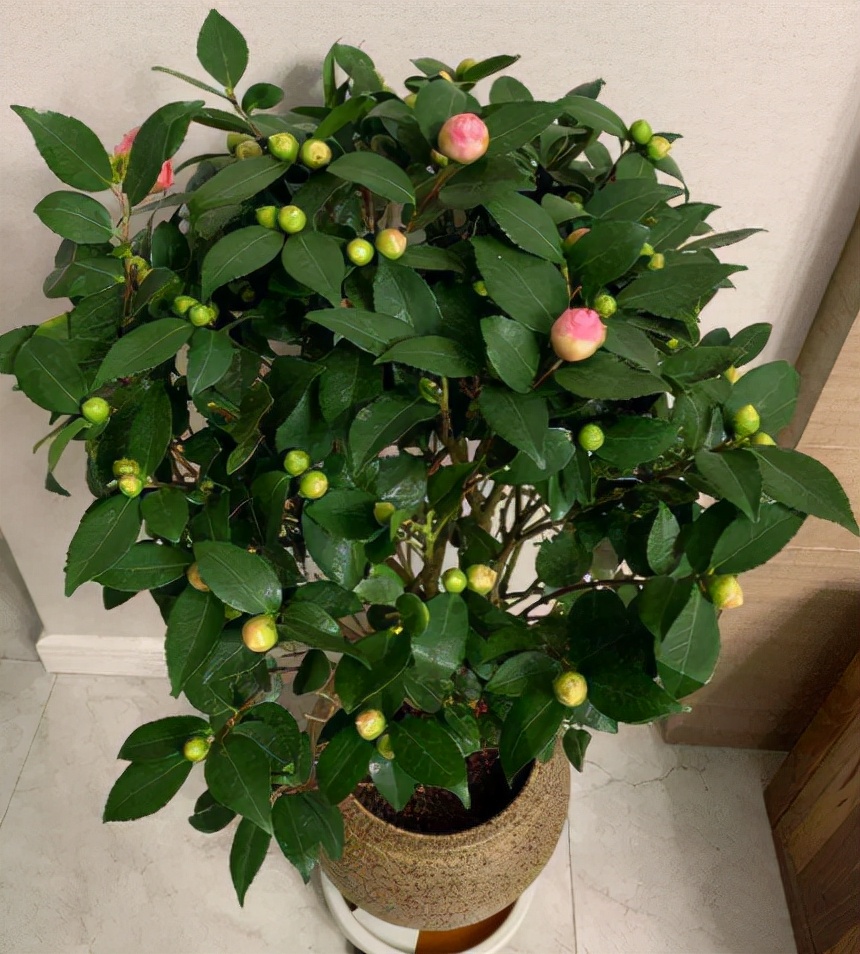 茶花带花苞怎么很久都开不出来,茶花花苞开不大怎么办