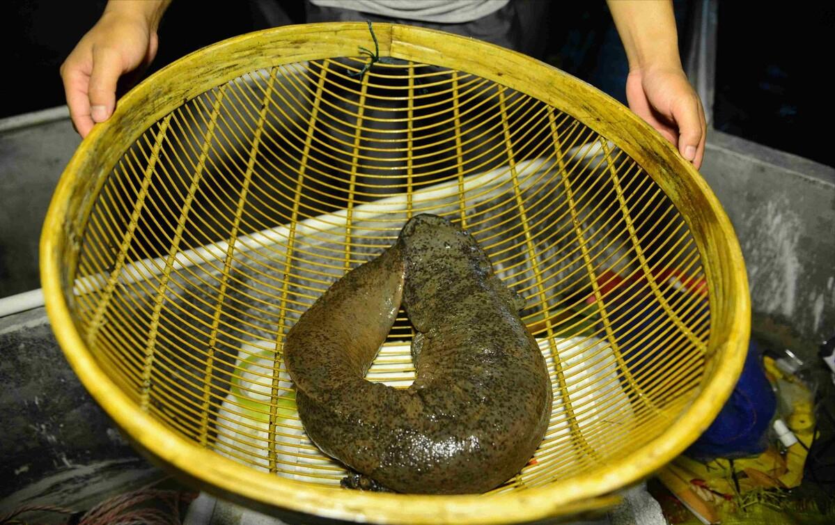 中国的娃娃鱼图片和特征,我国发现纯种野生娃娃鱼