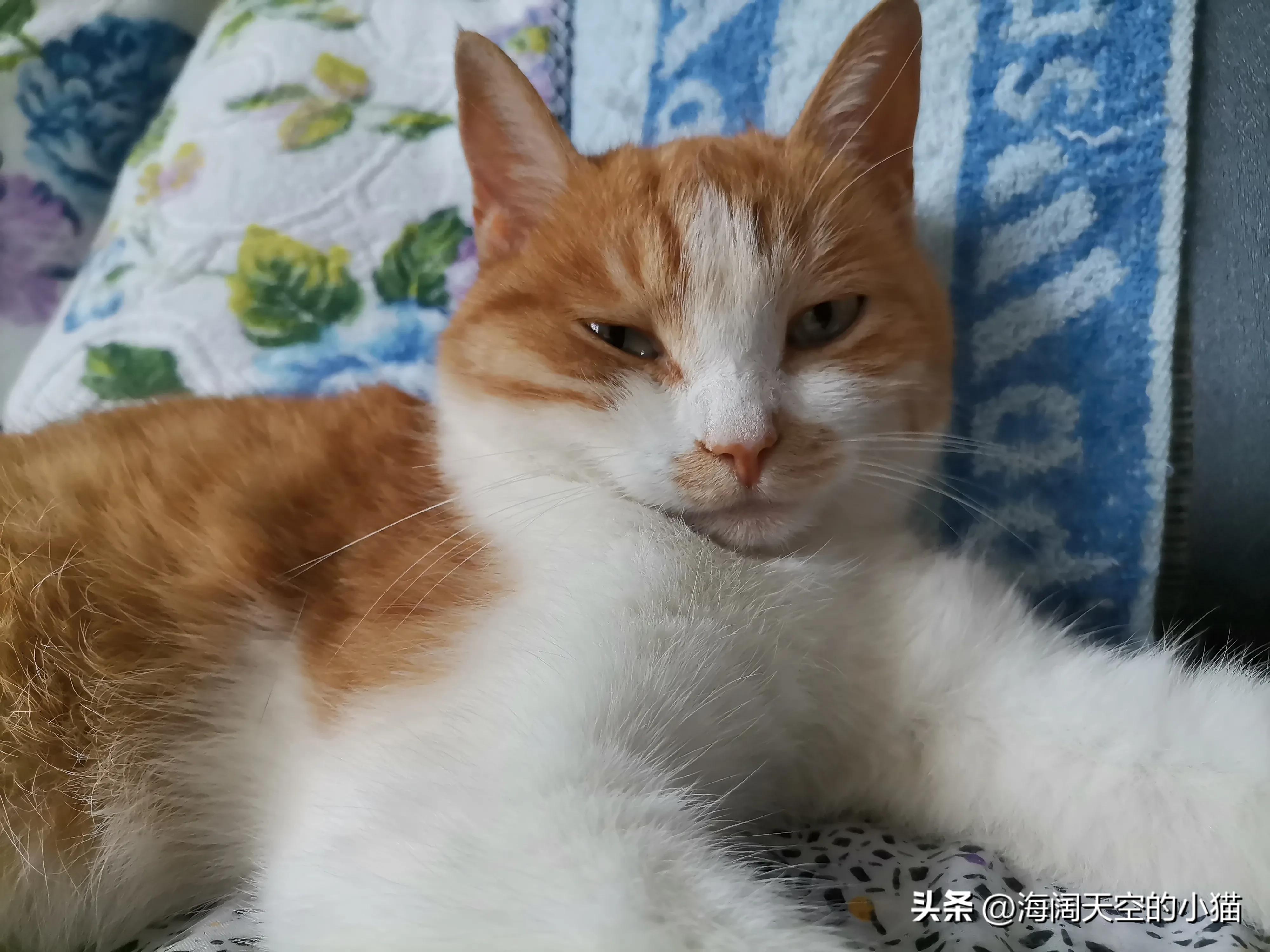 家里养三只猫也会孤独吗,家里三只猫会有领地意识吗