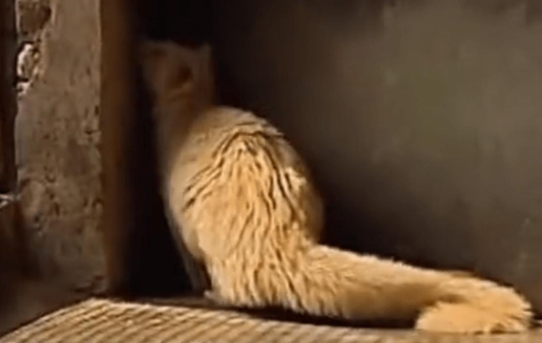 江西老汉活捉神兽四不像,江西老汉活捉神兽六不像