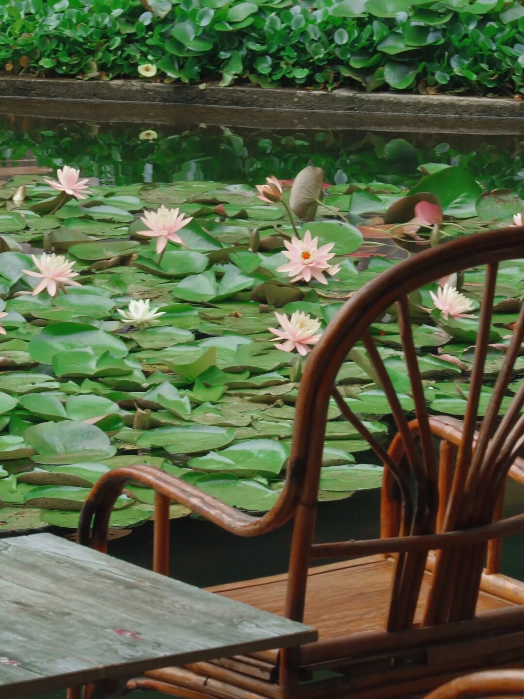 成都荷花最佳观赏地,成都看荷花的景点推荐