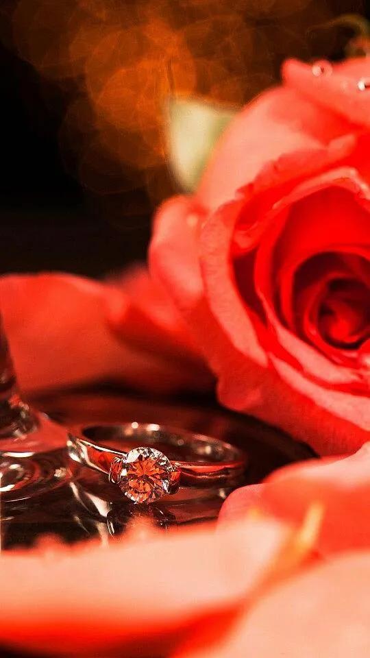 520浪漫玫瑰花壁纸,红玫瑰花壁纸大图