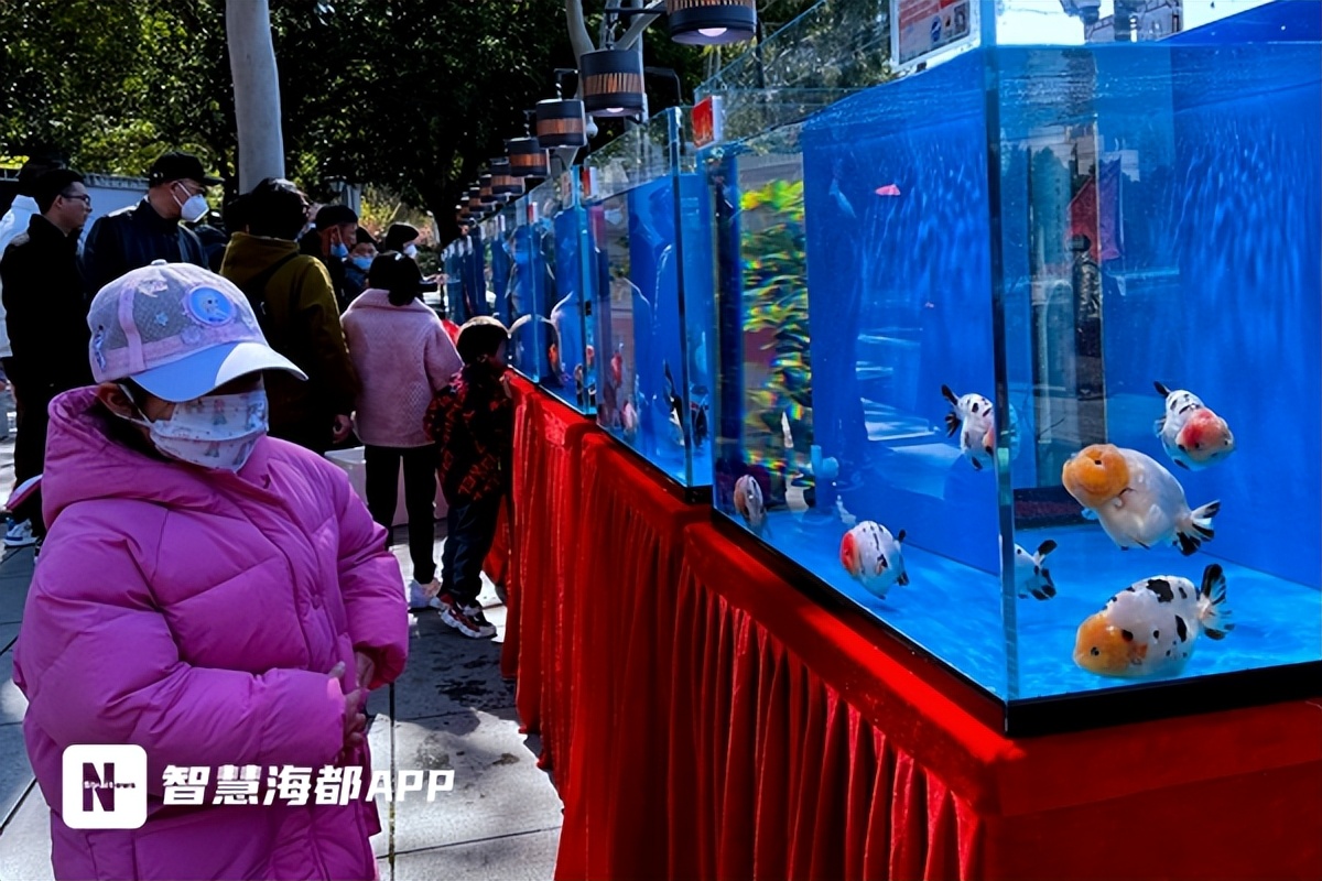 最珍贵的中国传统金鱼,福州西湖金鱼展