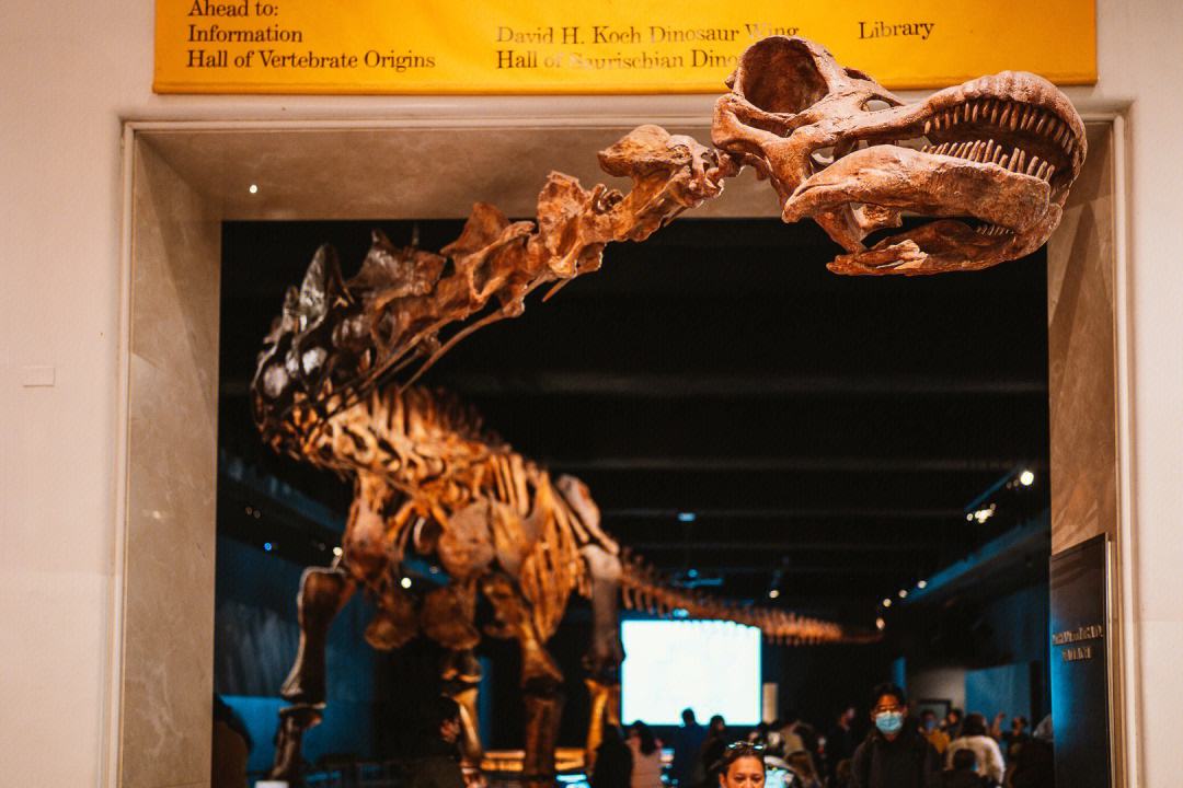 美国博物馆教育纳入国民教育体系,美国自然历史博物馆的由来