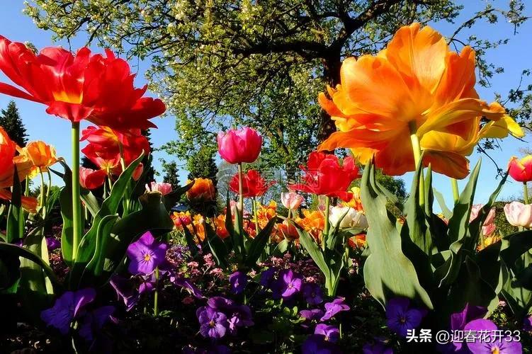 濂跺ザ鐖卞吇鐨勮姳,鐖卞吇鑺辩殑鑰佸お澶吇鐨勮姳鐪熷ソ