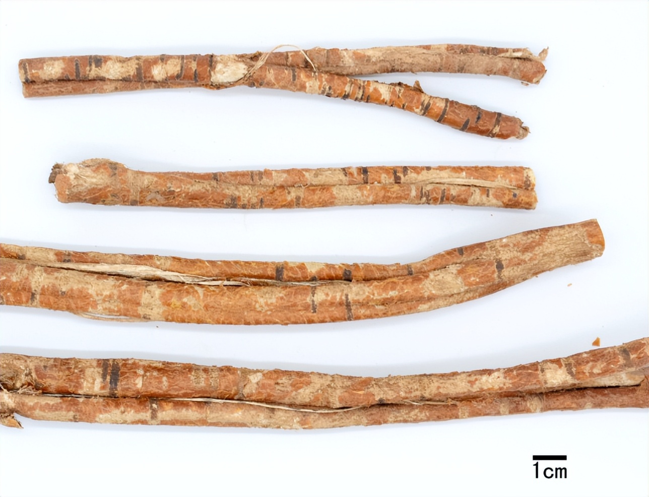 如何挑选桑白皮,带你识别中草药