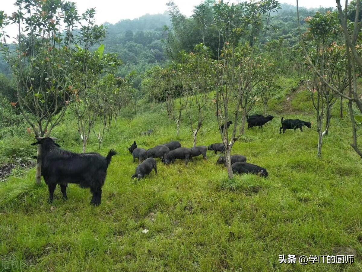 养殖乌骨羊致富视频,养殖东山羊的成本及利润