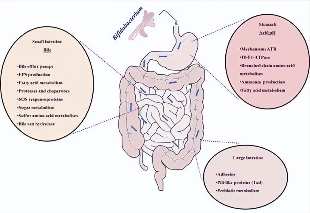 双歧杆菌属于肠道什么菌,双歧杆菌肠道功能会更好