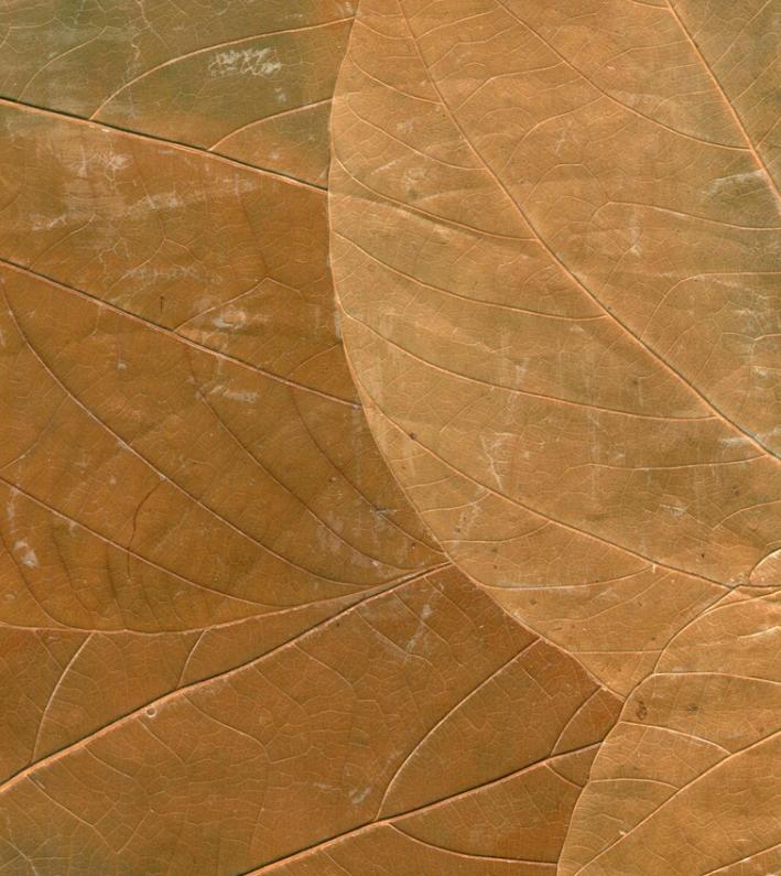 2013年贵州女子1片树叶卖到7000元,36岁贵州女子利用树叶年赚百万