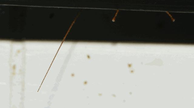 蟑螂怎么正确消灭最彻底非广告,蟑螂怎么正确消灭最彻底不看广告