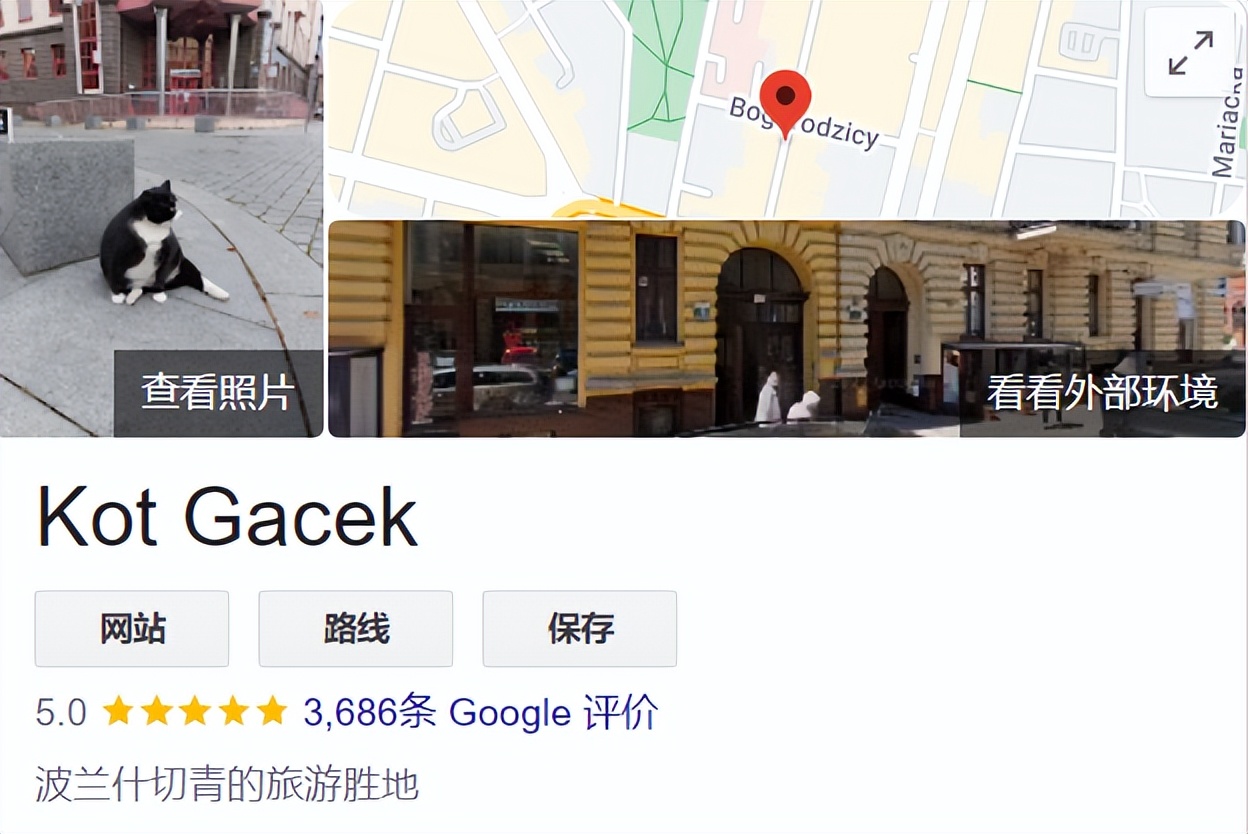 一只流浪的肥猫,波兰一流浪猫成5星旅游景点